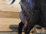 Pixie 2d Fresh udder