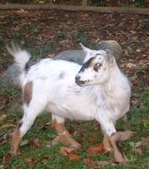 Nigerian Dwarf Does