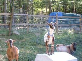 Nigerian Dwarf Whether