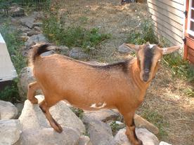 Nigerian Dwarf Whether Therapy Goat